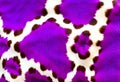 A white and purple spots of a cow skin texture