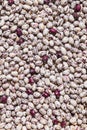 White and purple spotted dried haricot beans Royalty Free Stock Photo