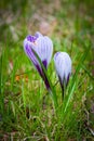 Purple-white spring crocuses close-up on green background. Royalty Free Stock Photo