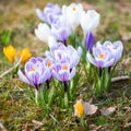 White-purple spring crocuses close-up and some white Royalty Free Stock Photo