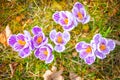 White-purple spring crocuses close-up view from top Royalty Free Stock Photo