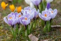 White-purple spring crocuses close-up. Royalty Free Stock Photo