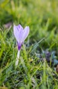White and purple striped crocus Royalty Free Stock Photo