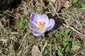 A White and Purple Striped Crocus Flower