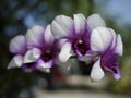 White and purple Thail orchid flower spray Royalty Free Stock Photo