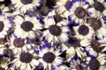 White with purple trim Cinerarias Close Up Royalty Free Stock Photo