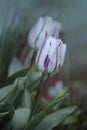 White-purple tulip flower in the springtime garden