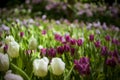 White and purple tulip flowers on a flowerbed with blurred background of green leaves and tulips garden and bokeh of light in the Royalty Free Stock Photo