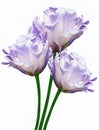 White and purple  tulips  Flowers on a white isolated background.  For design.  Closeup. Royalty Free Stock Photo