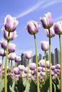 white and purple tulips gargen close up