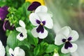 White and purple viola or pansy flowers in a garden