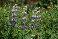 white purple violet blue lupines growing in summer garden Royalty Free Stock Photo