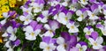 White and purple violets. Sunny day. Royalty Free Stock Photo