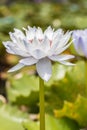 White and purple water lily or lotus flower. Royalty Free Stock Photo