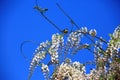 White Purple Wisteria flowers or Bean Tree or Purple Vine and Titmouse bird