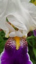 White, purple and yellow bloomed iris flower close up