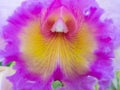 White Purple Yellow Cattleya Orchid Flowers