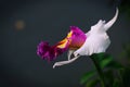 White with purple and yellow color cattleya orchid flower isolated on gray background Royalty Free Stock Photo