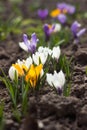 White, purple and yellow crocuses grow in the garden. Some of the first bright spring flowers bloom, background Royalty Free Stock Photo