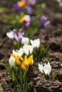 White, purple and yellow crocuses grow in the garden. Some of the first bright spring flowers bloom, background Royalty Free Stock Photo