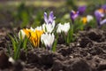 White, purple and yellow crocuses grow in the garden. Some of the first bright spring flowers bloom, background Royalty Free Stock Photo