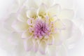 White with purple and yellow Dahlia Flower Royalty Free Stock Photo
