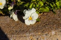 A white, purple and yellow flower on the edge of a large stone flower pots surrounded by lush green leaves in downtown