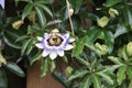 White, purple and yellow flower head of the passiflora passionfl Royalty Free Stock Photo