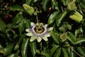 White, purple and yellow flower head of the passiflora passionflower Royalty Free Stock Photo