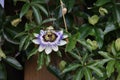 White, purple and yellow flower head of the passiflora passionflower Royalty Free Stock Photo