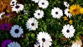 White, purple and yellow flowers on Bayloni market in Belgrade