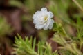 White Pusley Flower Royalty Free Stock Photo