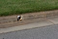 White PVC pipe emerging from formed concrete curb, green grass and asphalt