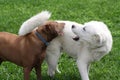 White Pyrenean Mountain Dog Playing With Brown Pitbull Royalty Free Stock Photo