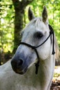 White quarter horse standing outdoors in a forest