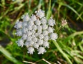 White Queen Anne`s lace flower and buds Royalty Free Stock Photo