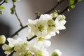 White quince blossoms