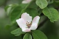 White quince flower close up