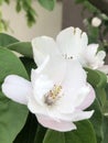 White quince flower