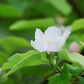 White quince flowers