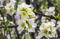 White quince flowers in the garden