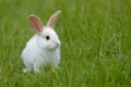 White rabbit Royalty Free Stock Photo