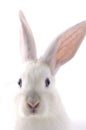 White Rabbit Royalty Free Stock Photo