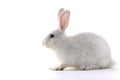 White Rabbit Royalty Free Stock Photo