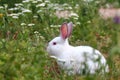 White rabbit Royalty Free Stock Photo