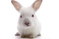 White rabbit Royalty Free Stock Photo