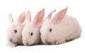 White rabbit Royalty Free Stock Photo