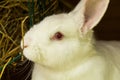 White rabbit. Albino laboratory animal of the domestic rabbit