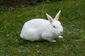 White rabbit. Royalty Free Stock Photo