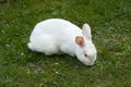 White rabbit. Albino laboratory animal